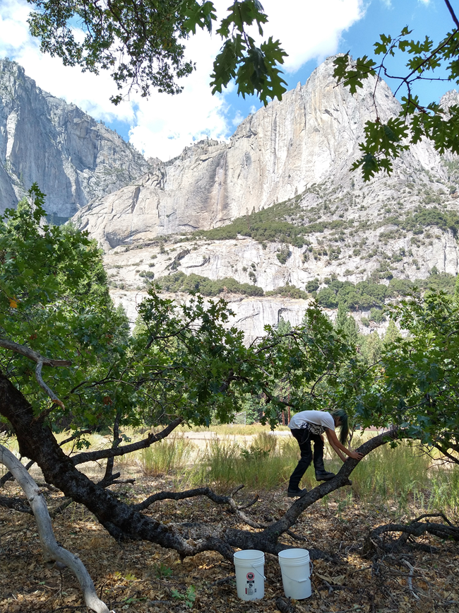A young person climbing on the bough of a tree curving up from the ground. There are tall white mountains in the background.