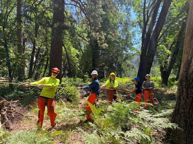 Five members of the Yosemite Ancestral Stewards Crew wearing hi-vis safety gear pull on a rope attached to an offscreen tree. They are working within a black oak grove in Yosemite Valley.