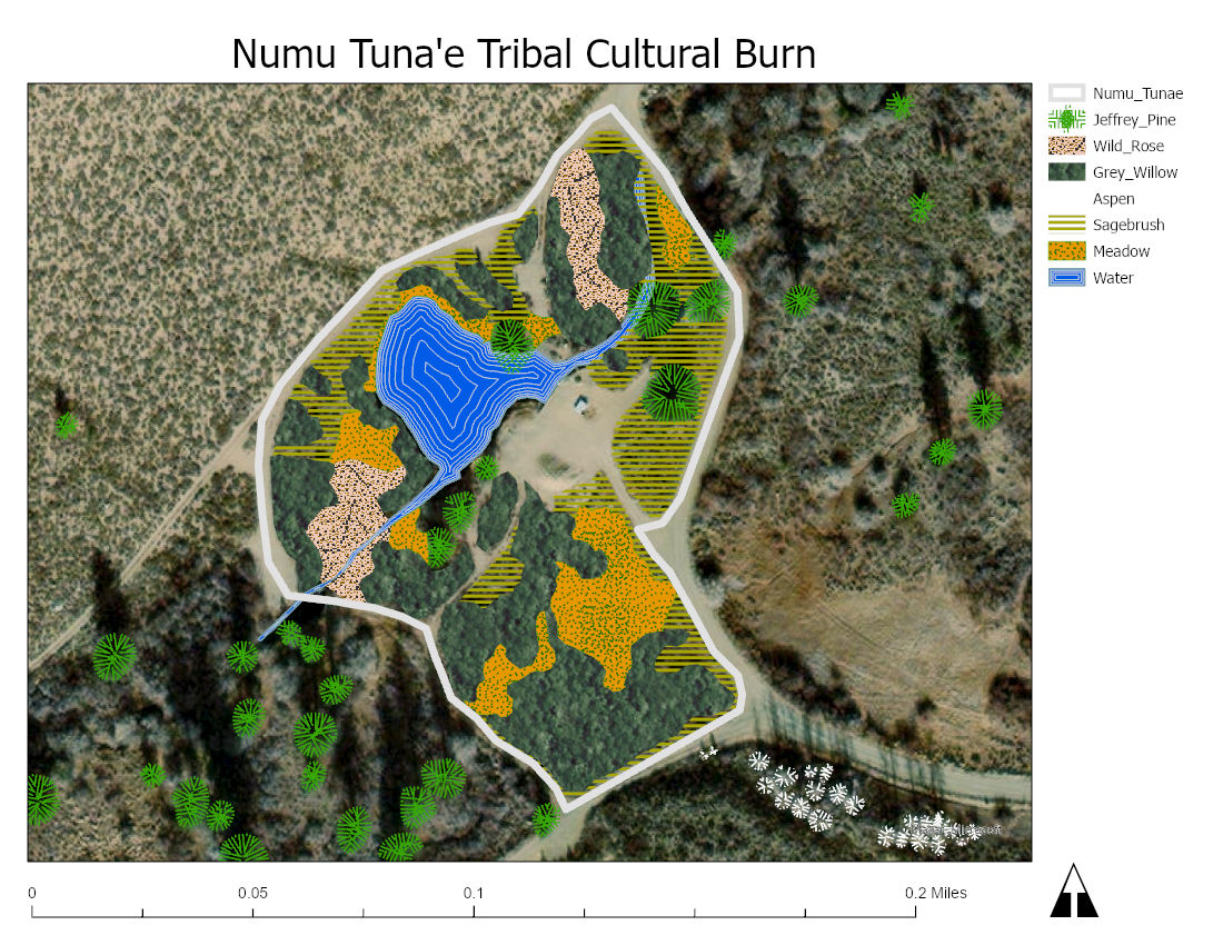 Map showing distribution of Jeffrey ine, willows, wild rose, and other plant types
