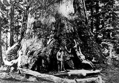 Galen Clark stands at base of sequoia tree in historic photo