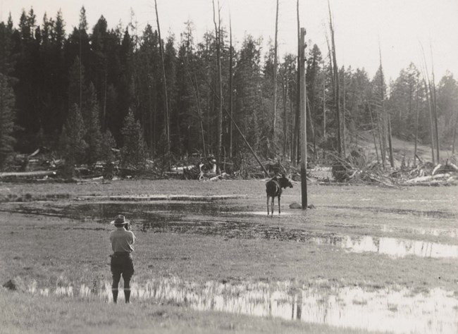 A man stands in an open wetland with a camera, a moose stands in the distance