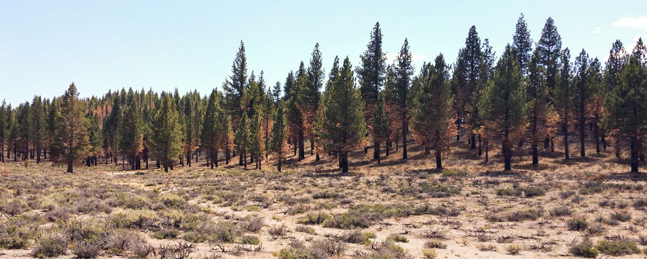 Jeffrey pine forest with lowest needles on each tree brown