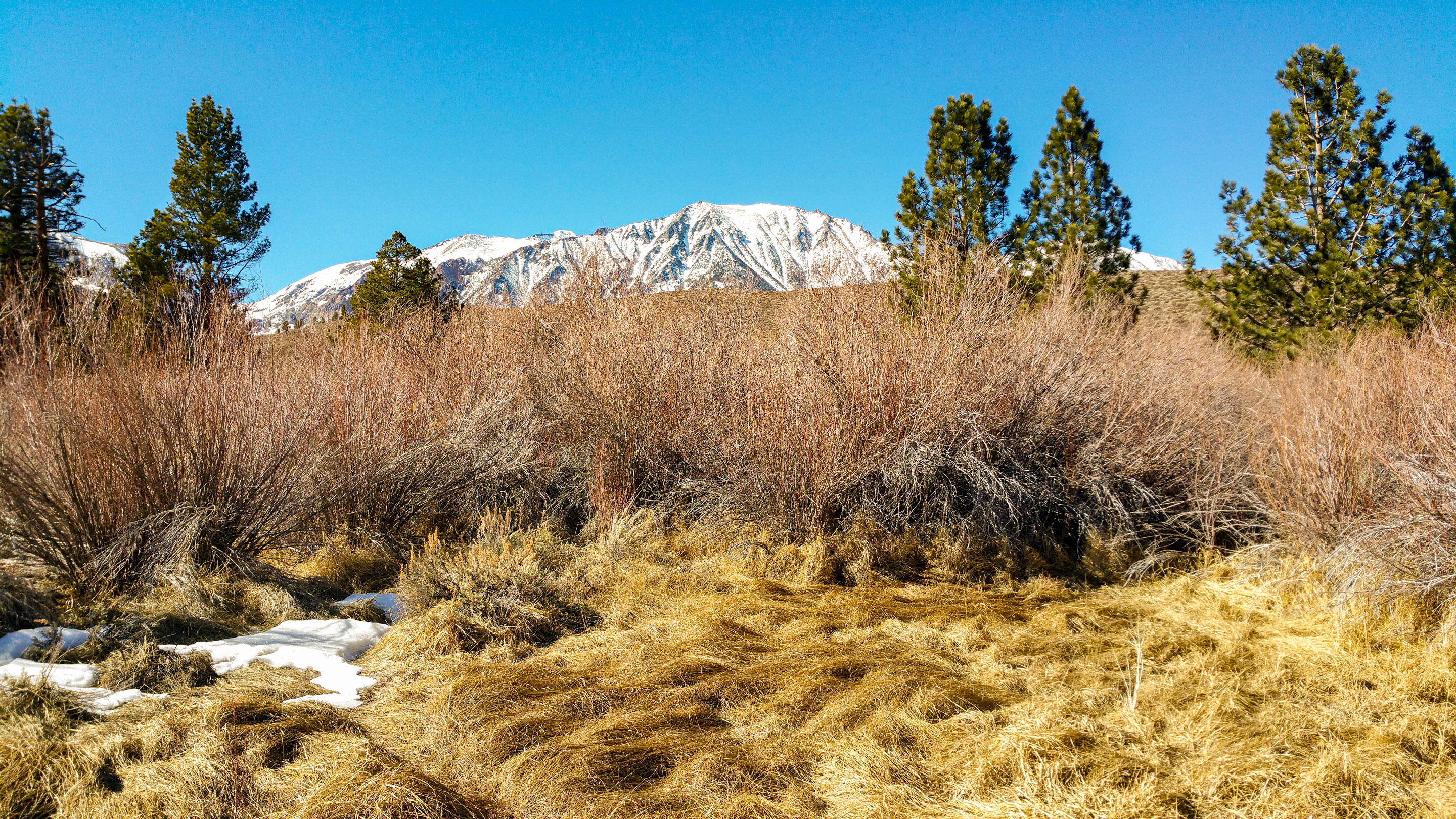Willows and Jeffrey pines with snowy mountains in the background
