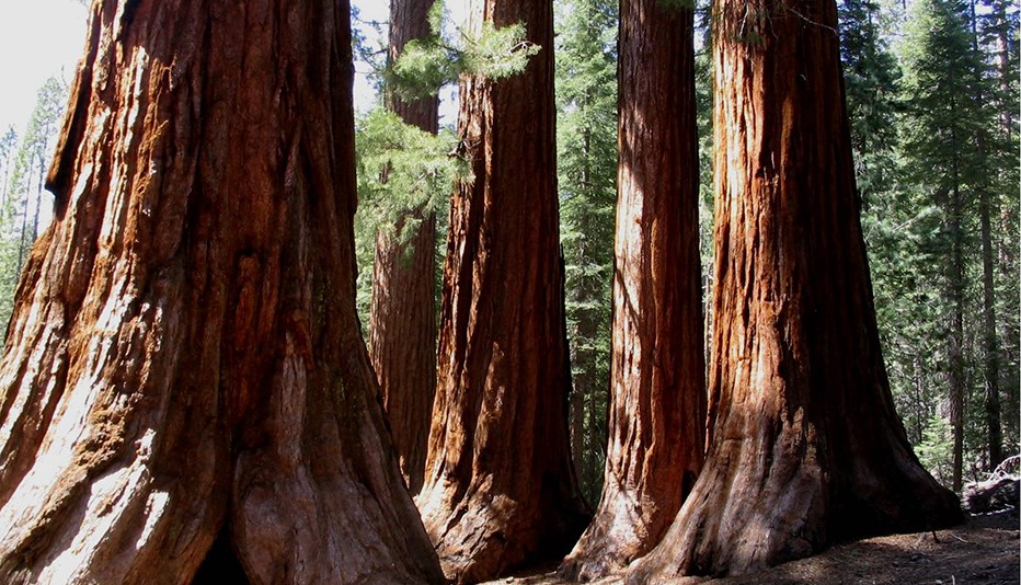 Bachelor and Three Graces; a group of three large sequoias in the Mariposa Grove