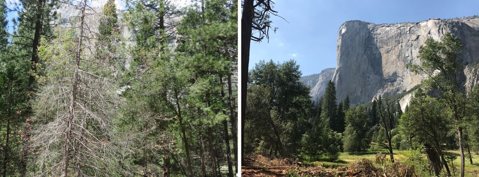 View of El Capitan completely obscured by trees in left photo; on right, view of El Capitan and Meadow area