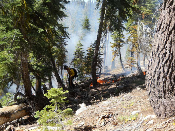 Fire firefighter walking in forest with a few flames burning low to the ground