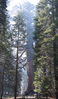 Prescribed Fire at Mariposa Grove Prescribed Fire at Mariposa Grove