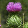 Bull thistle