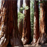 A stand of giant sequoias