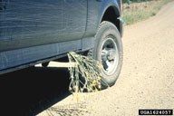 Non-native star thistle caught in a car door (BLM Photo).