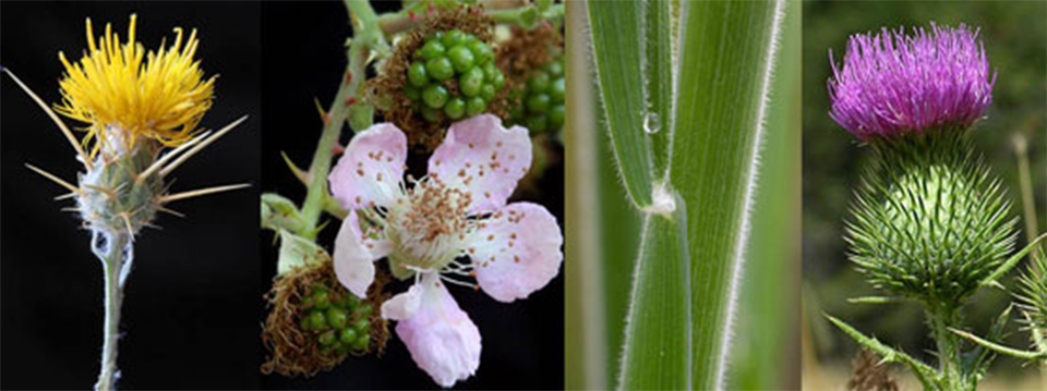 Targeted invasive species in Yosemite National Park from left to right: yellow star-thistle, blackberry, velvet grass, and bull thistle.
