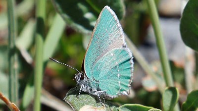 Sheridan’s Hairstreak, turquoise butterfly