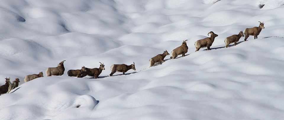 Bighorn sheep walking in snow