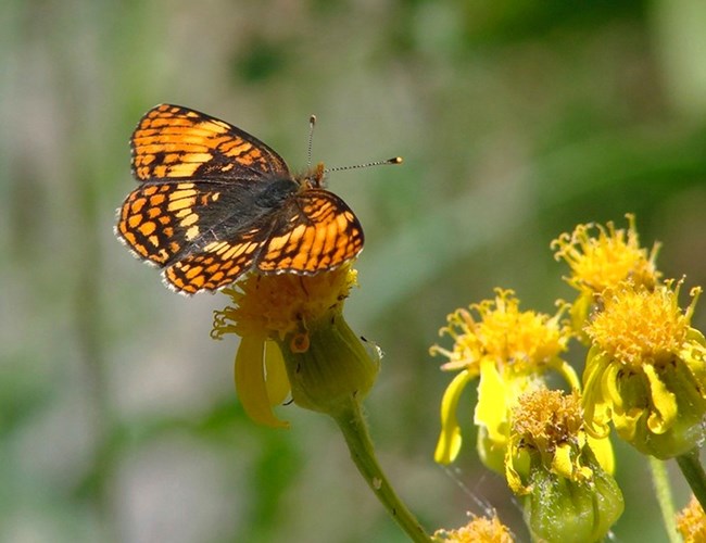 A brown-and-orange butterfly rests on a yellow flower.