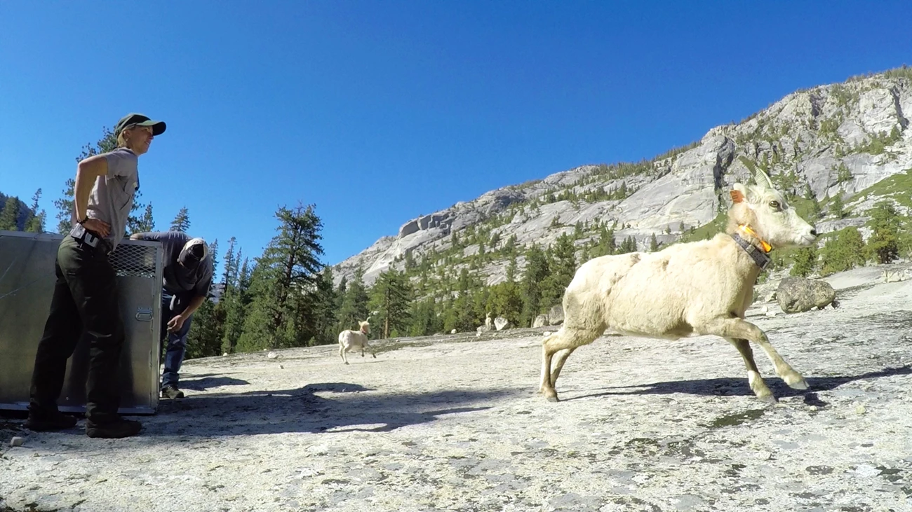 A ranger watches a bighorn sheep run out of the cage used to transport the animal to a new location. A ranger watches a bighorn sheep run out of the cage used to transport the animal to a new location.