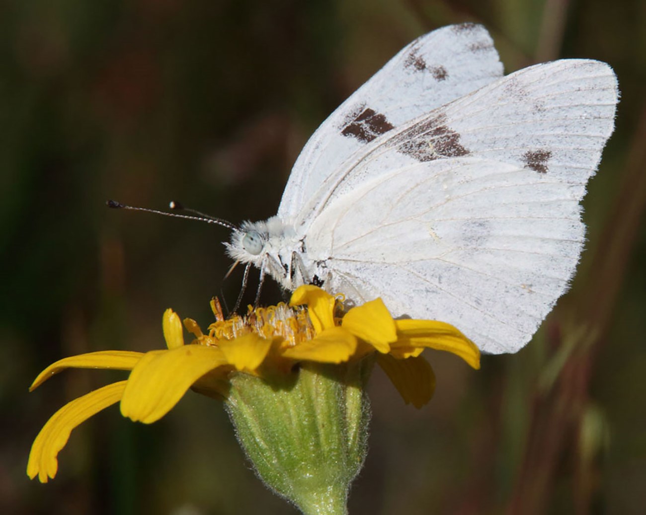 Checkered White butterfly species on flower white with black spots