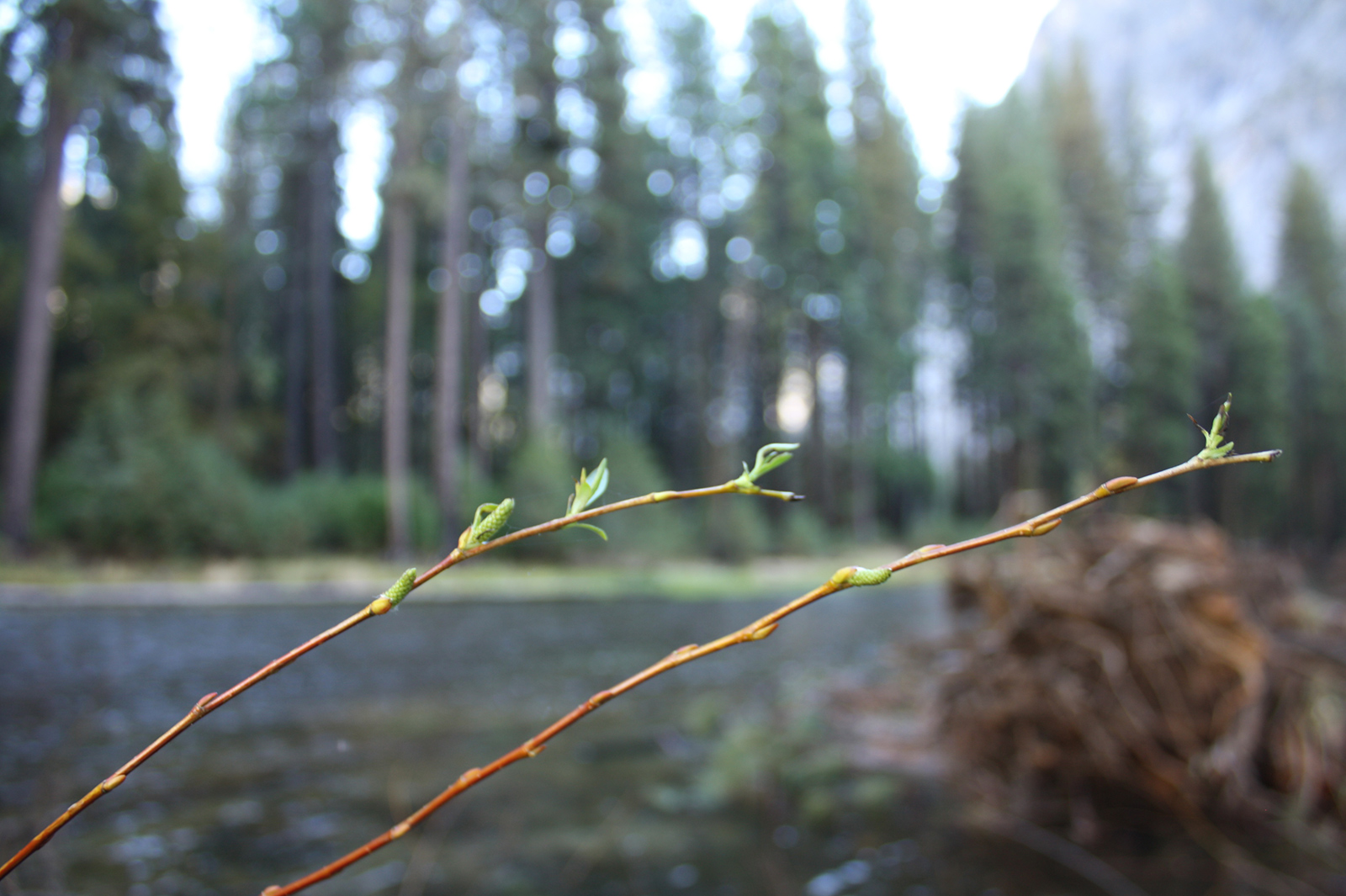 Merced River Restoration - Projects - Yosemite National Park (U.S ...
