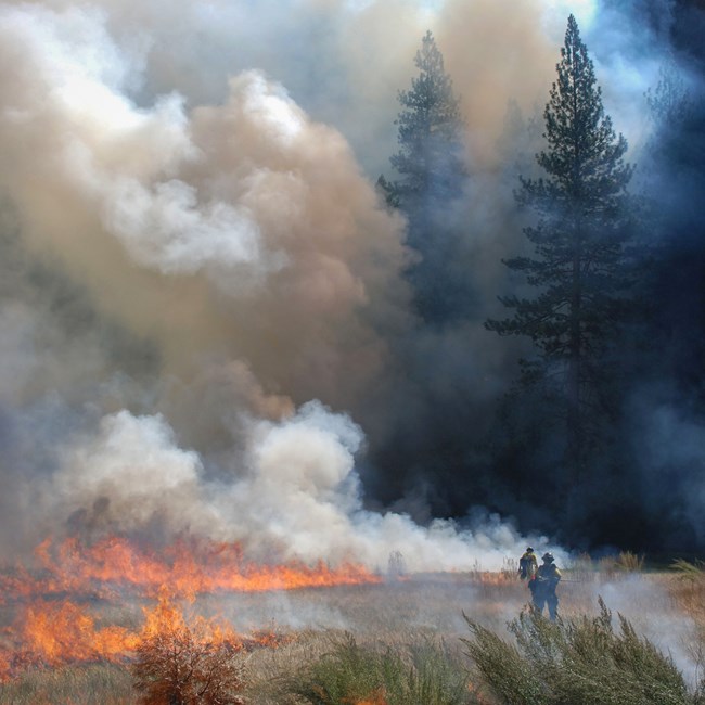 Smoke billows up from low flames in a meadow in Yosemite Valley, obscuring the sky.