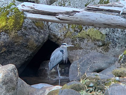Great Blue Heron seen during the 2020 Christmas Bird Count event