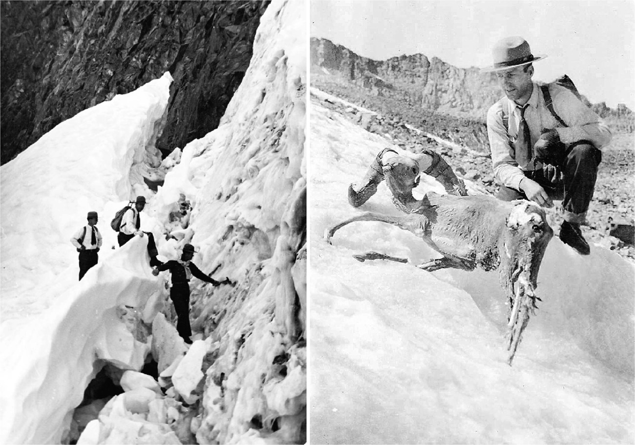 Historic photos show a group of people exploring a glacier crevasse, and a ranger kneeling next to a frozen mummified bighorn sheep melting out of a glacier.