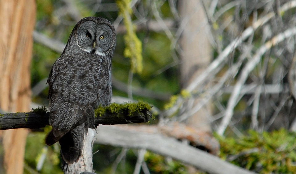 Great gray owl sitting on a mossy branch