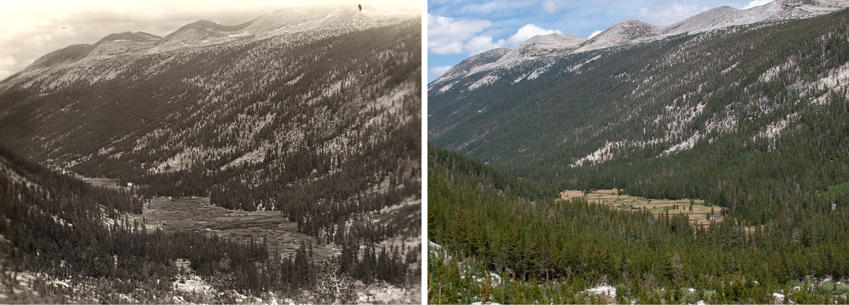 Historical photo of Lyell Canyon shows less dense trees and a lower treeline compared to modern photo.