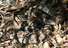 Coiled rattlesnake on leaf litter