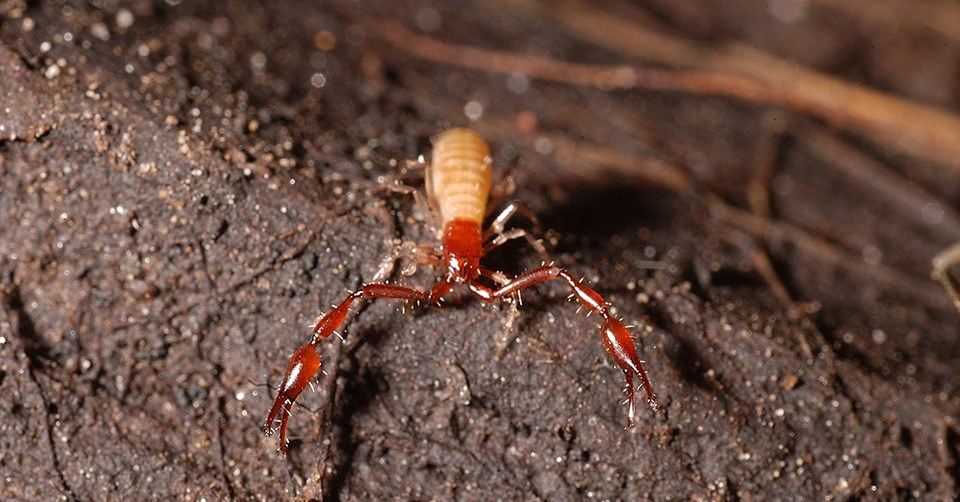 Tan and orange pseudoscorpion with reaching legs and open claws