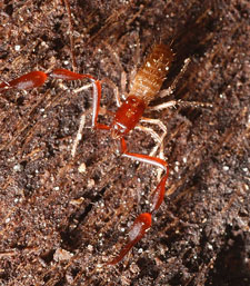 Pseudoscorpion: Unique to Yosemite - Yosemite National Park (U.S ...