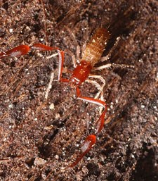 Tan-and-orange colored insect with outreached legs and claws