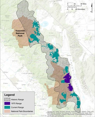 Bighorn sheep used to live from Yosemite to Sequoia National Parks. By 1975, they only lived in/near Sequoia and Kings Canyon National Parks. Now, there are several herds near all three national parks.