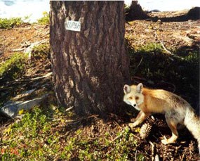 Red fox at base of tree