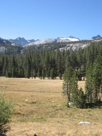 Conifers grow in meadow with mountains behind