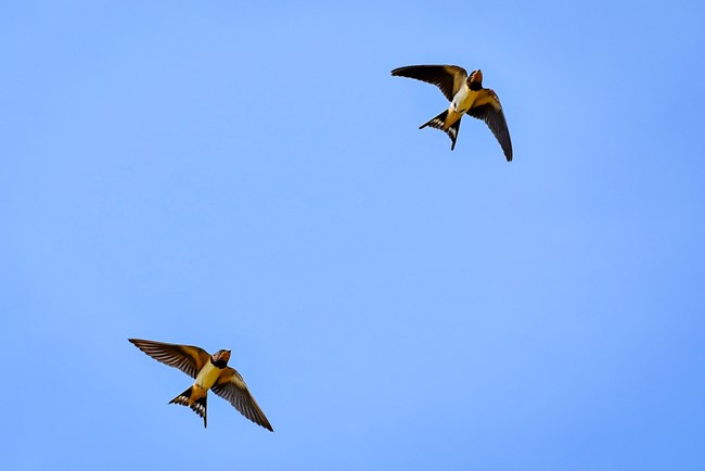 Two dark birds with forked tails in flight, framed against blue sky.