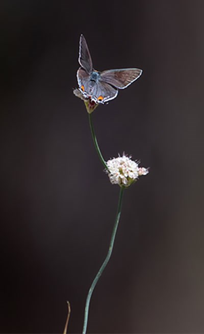 Gray Hairstreak on a flower