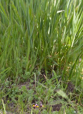 invasive plants