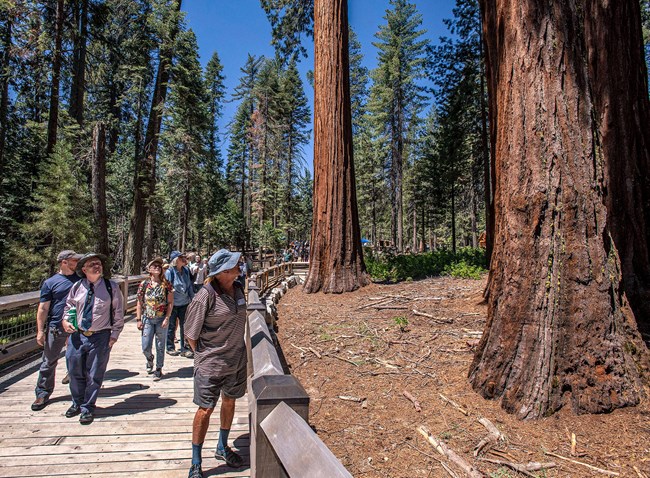 People on a boardwalk look up at large sequoia trees.