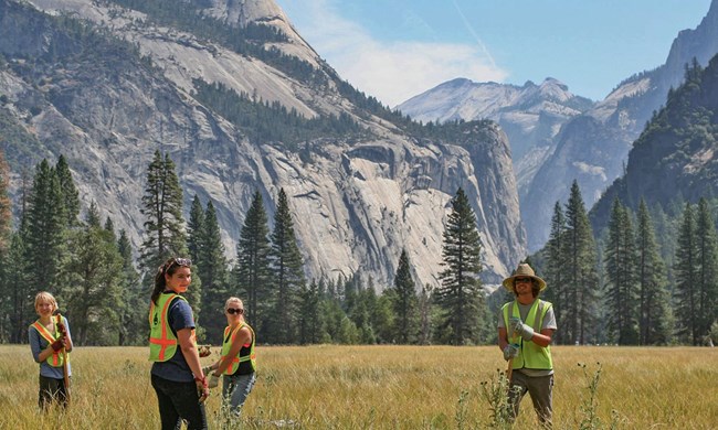 Group of people in reflective vests pull thistle plants from large dry meadow in front of cliffs.
