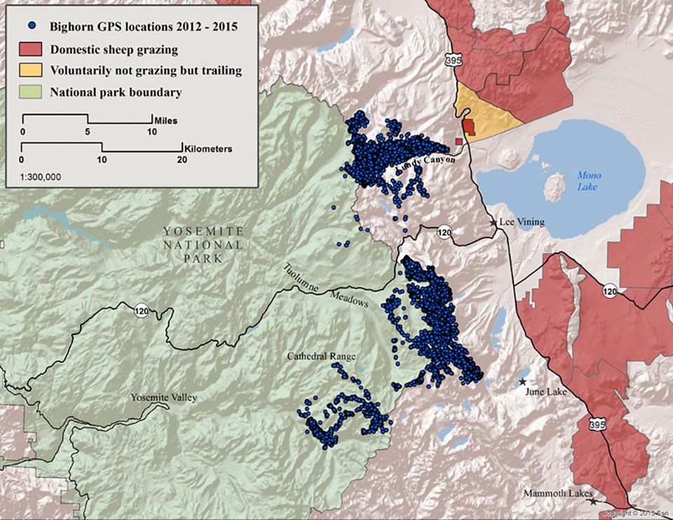 Map showing distribution of bighorn sheep and domestic sheep in and near Yosemite