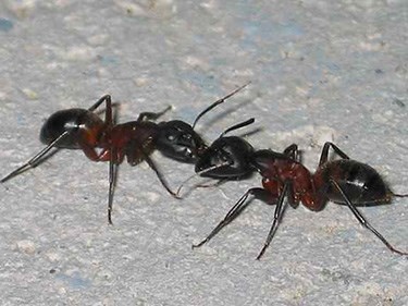 Two black-and-red ants