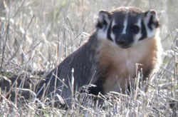 Badger sits in a grassy field Badger sits in a grassy field