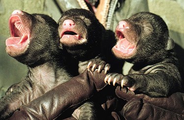 Three bear cubs