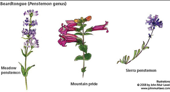 Common Wildflowers - Yosemite National Park (U.S. National Park Service)
