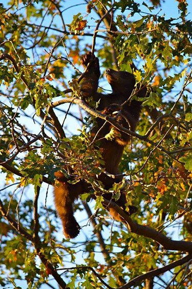 Black bear in a tree