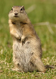 Belding's squirrel stands upright Belding's squirrel stands upright