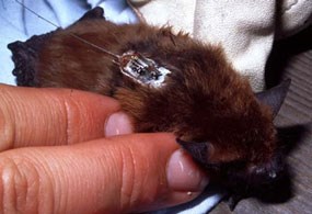 Bat with a small radio-tracking device on back