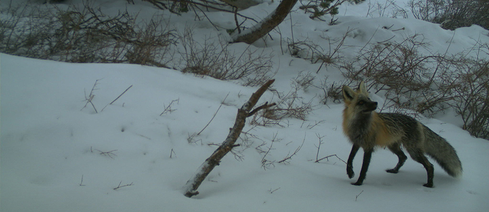 Species Spotlight - Red Fox (U.S. National Park Service)