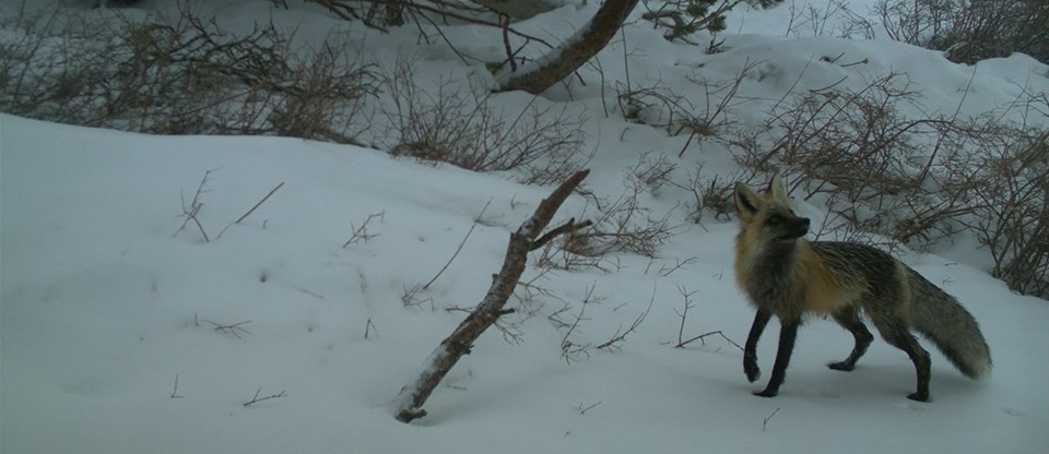 Sierra Nevada red foxes vary in color; this one in the Sonora Pass area is black and yellow-red.