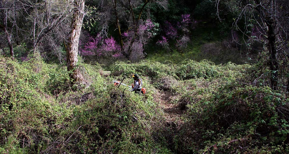 Himalayan blackberry completely covers all the native vegetation in this El Portal location. This bramble forms impenetrable thickets in sensitive habits throughout Yosemite. Himalayan blackberry completely covers all the native vegetation in this El Portal location. This bramble forms impenetrable thickets in sensitive habits throughout Yosemite.