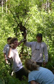 Botanists hold pulled pieces of an invasive plant